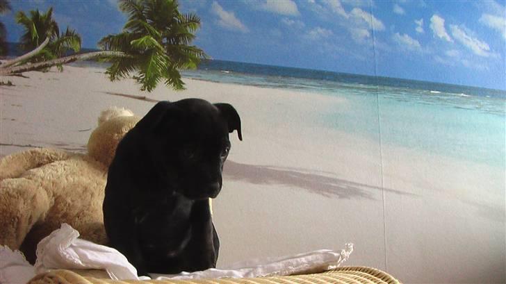 Staffordshire bull terrier !ANDERS´ lille Tilde billede 5