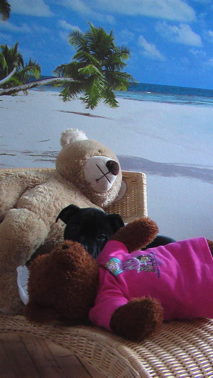 Staffordshire bull terrier !ANDERS´ lille Tilde billede 6