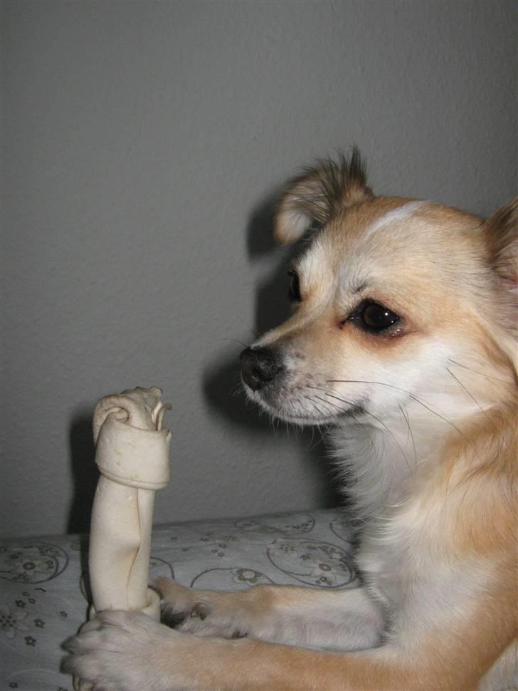 Chihuahua Bertha - NYT! billede 14