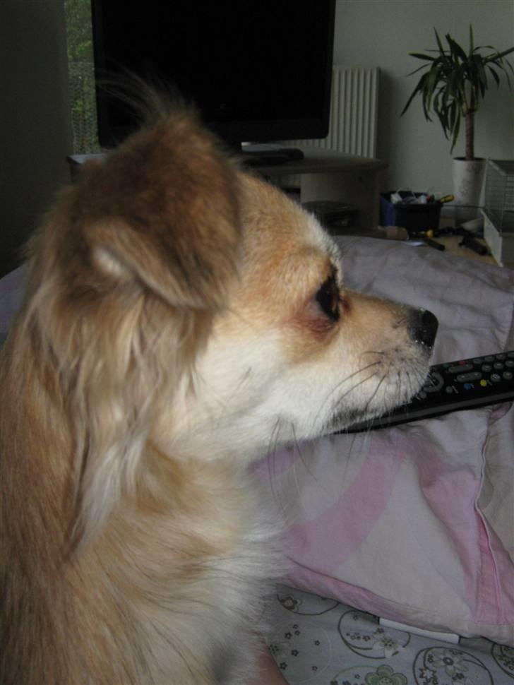 Chihuahua Bertha - NYT! billede 15