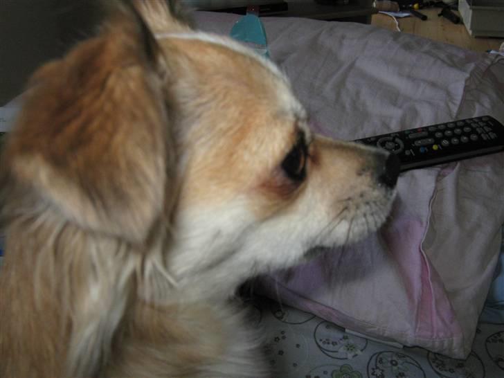 Chihuahua Bertha - NYT! billede 16