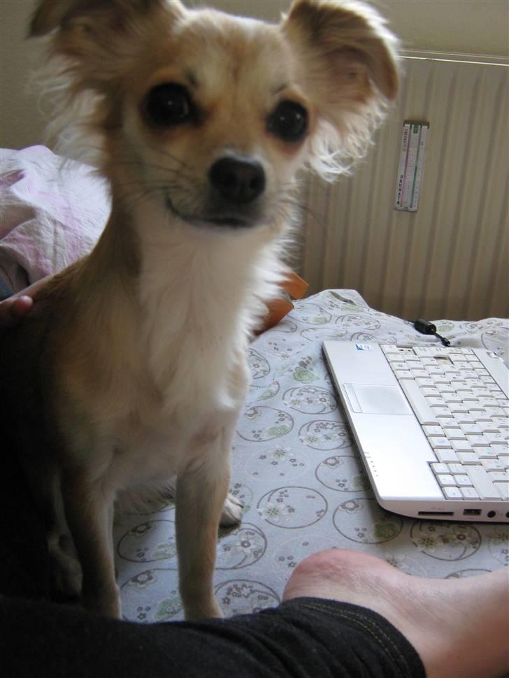 Chihuahua Bertha - NYT! billede 17