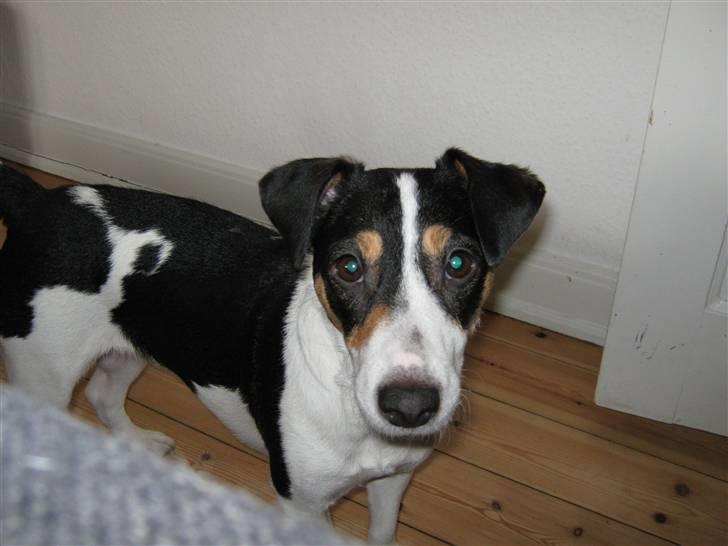Jack russell terrier gutte - NYT! billede 7