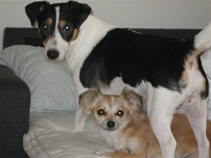 Jack russell terrier gutte - NYT! billede 8