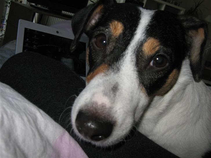 Jack russell terrier gutte - NYT! billede 9