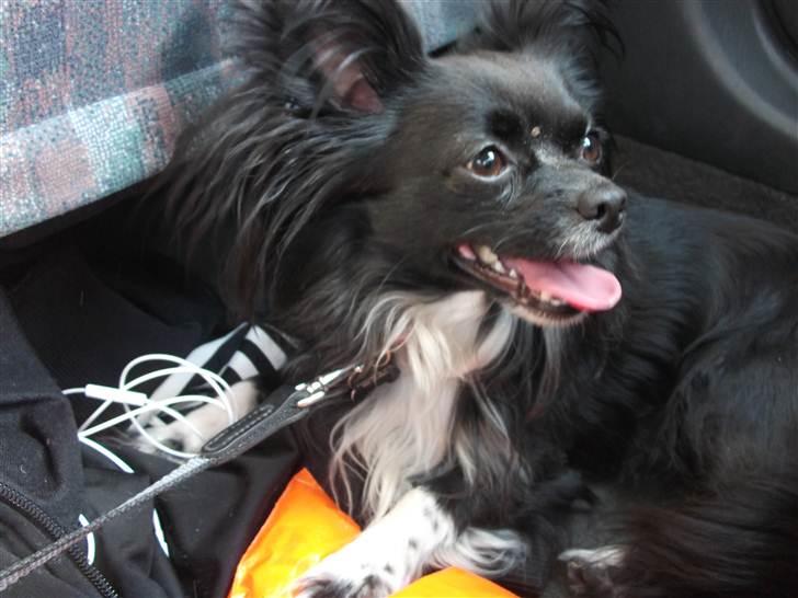 Chihuahua Magnus. billede 13