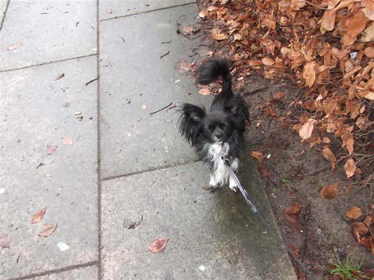 Chihuahua Magnus. billede 14