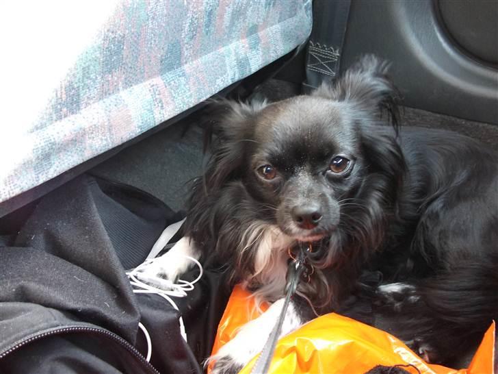 Chihuahua Magnus. billede 15