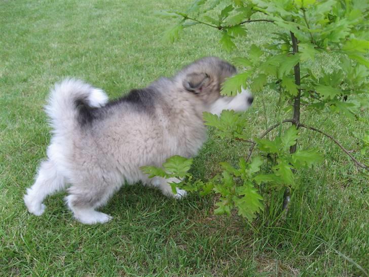 Blanding af racer Poppi billede 17