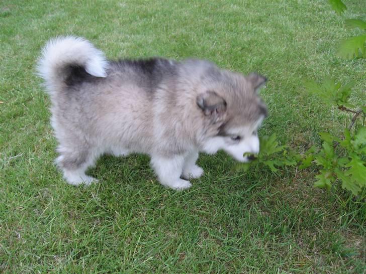 Blanding af racer Poppi billede 18