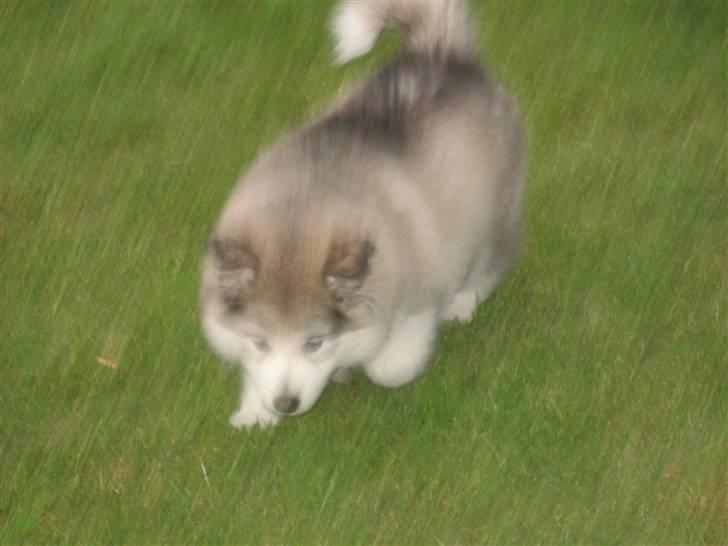 Blanding af racer Poppi billede 19