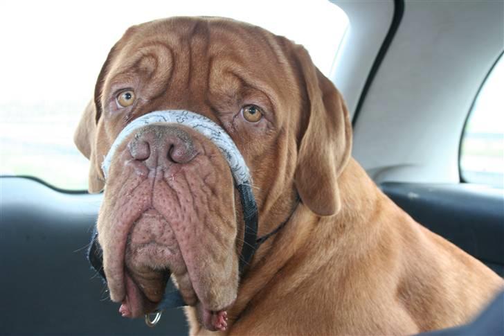 Dogue de bordeaux Pumba - På vej fra Sorø til østjylland, til min nye familie billede 4
