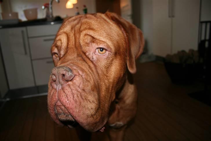 Dogue de bordeaux Pumba - lækker er jeg...:) billede 5