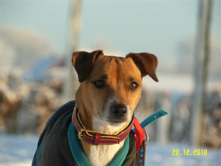 Dansk svensk gaardhund Monti<3 -  Velkommen til Monti´s profil smid gerne en kommentar og bedømmelse :) vinter 2010-2011 billede 1