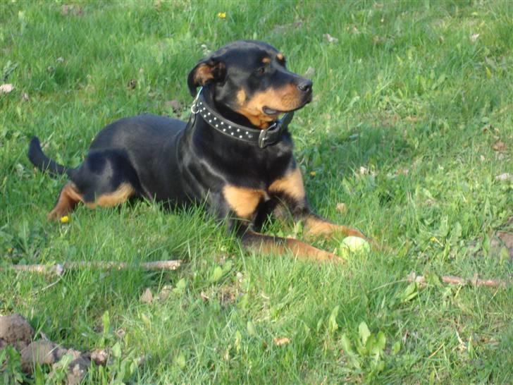 Rottweiler Tyson billede 10