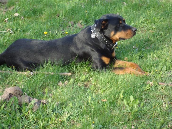 Rottweiler Tyson billede 11