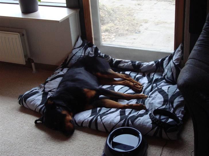 Rottweiler Tyson - Lige kommet hjem fra dyrlægen, meget meget træt... billede 12