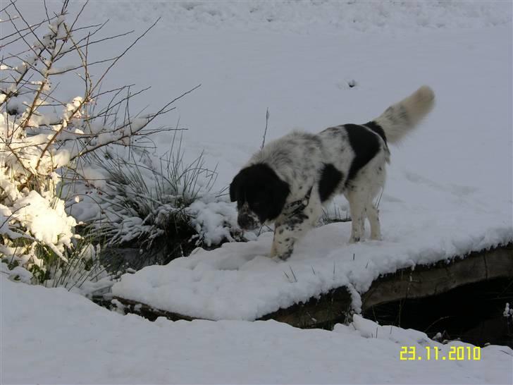 Blanding af racer Easy (Bassen!) - *NYT* Hej velkommen til Easy´s profil<3 billede 1