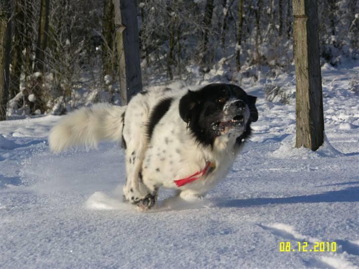 Blanding af racer Easy (Bassen!) - VRUUUUUUMMMM! :D billede 2