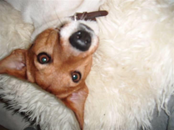 Jack russell terrier Chivas billede 9