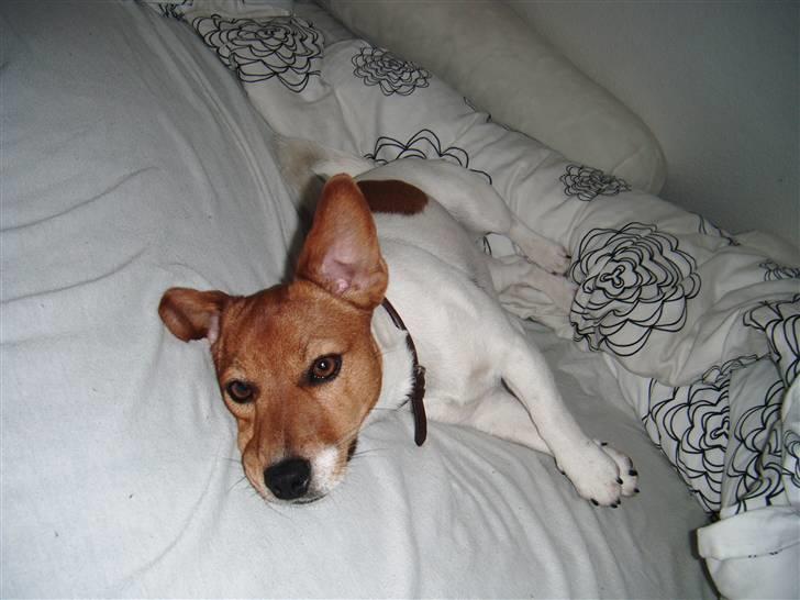 Jack russell terrier Chivas billede 10