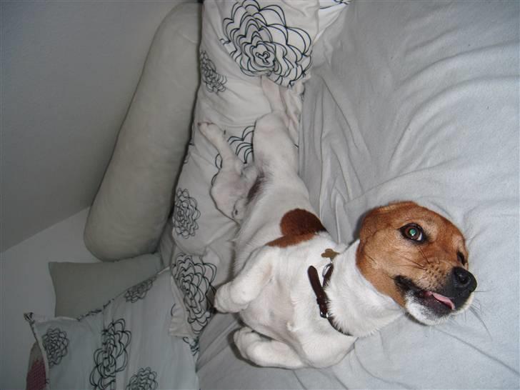 Jack russell terrier Chivas - oka, hva ligner jeg???    en SÆL;-) heh:-)) billede 11