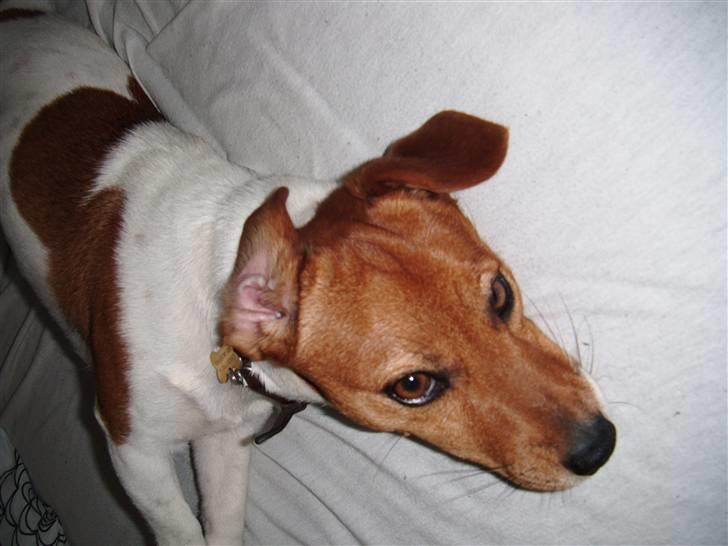 Jack russell terrier Chivas billede 12