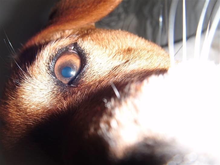 Jack russell terrier Chivas - eej hva er dog det??. neej et kamera:-)) billede 13