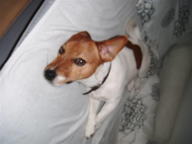 Jack russell terrier Chivas billede 14