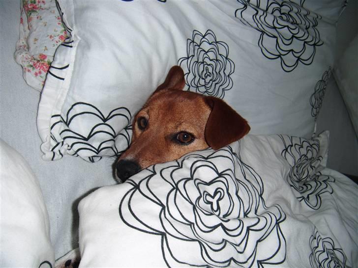 Jack russell terrier Chivas - jeg vil ik forstysres!!! billede 15