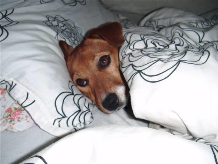 Jack russell terrier Chivas - Amalie, jeg sagde at jeg ik vil forstyres!!!! billede 16