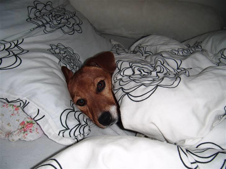 Jack russell terrier Chivas - eeejjj helt ærligt; der er alsår nogle der prøver på at sove Amalie!!! billede 17