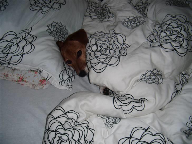 Jack russell terrier Chivas - arrr; så kan det da også bare være lige meget!! billede 18