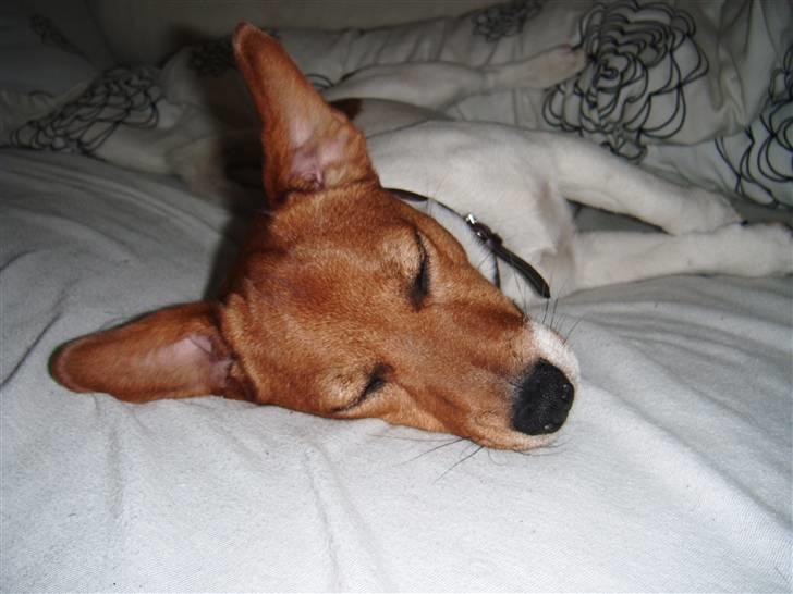 Jack russell terrier Chivas - så kan jeg da også bare sove her istedet!! billede 19