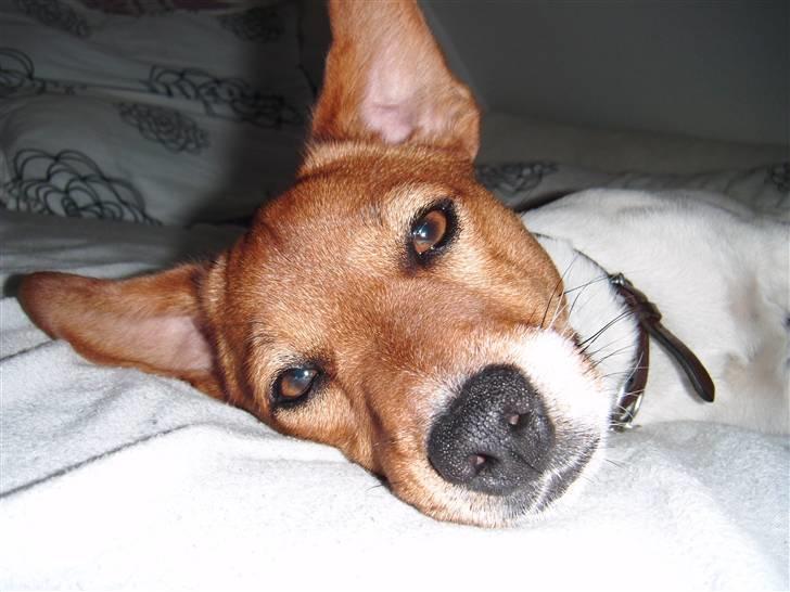 Jack russell terrier Chivas - åhrr,hvor er jeg træt!! billede 20