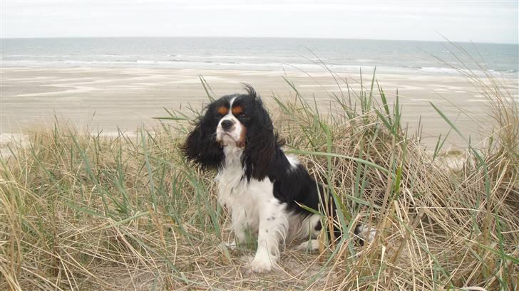 Cavalier king charles spaniel Jobbe - Jobbe sidder lige på bakketoppen og får overblikket, maj 2010 billede 13