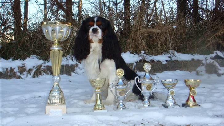 Cavalier king charles spaniel Jobbe billede 14