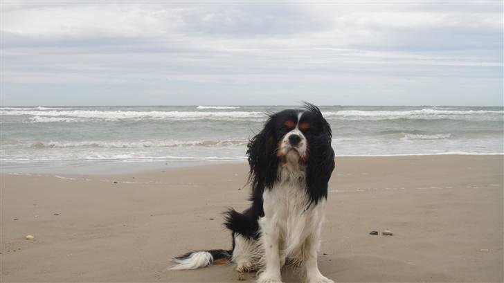 Cavalier king charles spaniel Jobbe - Jobbe maj 2010, ved stranden i Løkken billede 15