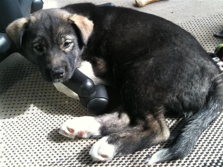 Blanding af racer Molly - Dovner den på altanen  billede 9