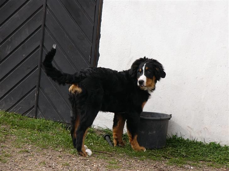 Berner sennenhund Freja - Næsten 20 uger gammel. Taget d.28 April. billede 13