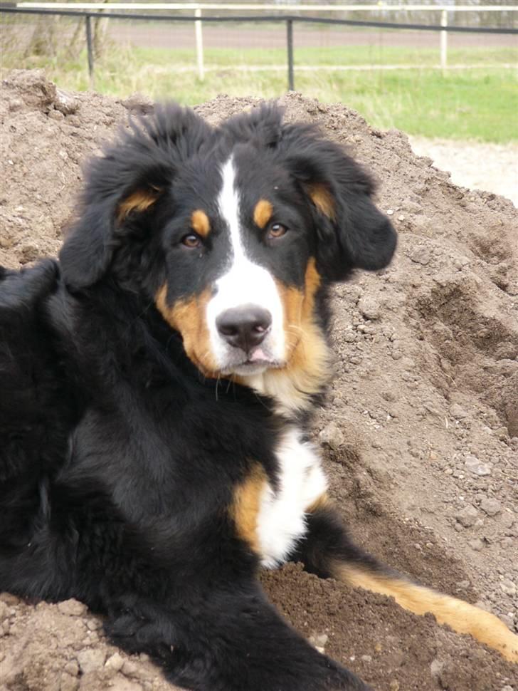Berner sennenhund Freja - Hvor er hun yndig. Taget d.28 April. billede 14