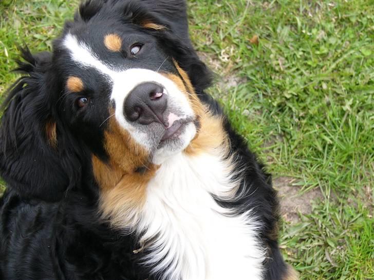 Berner sennenhund Freja - Dejlig dejlig hund.. Taget d. 8 maj.. 21 uger og 1 dag gammel billede 15
