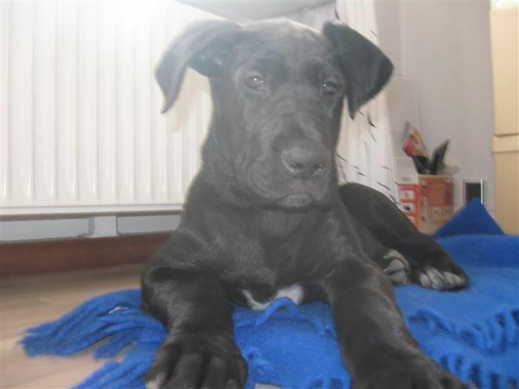 Grand danois Luna (ikke min mere) - 10 uger gammel billede 7