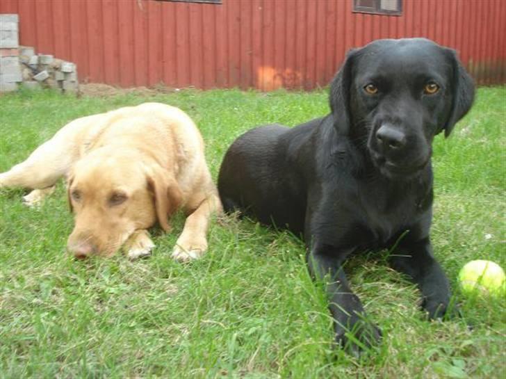 Labrador retriever Alina Mark Bustrup (formel 1) - PROSIT Chili hehe ... mine to englebasser <3 billede 6