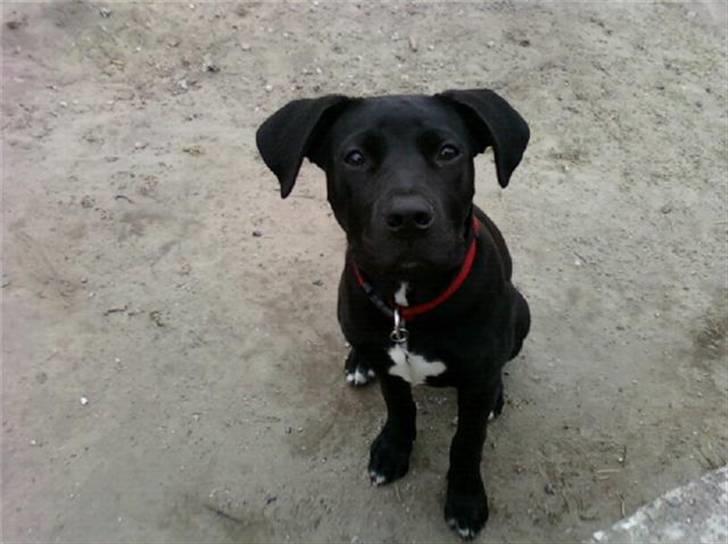 Blanding af racer Lady - så er man 5 måneder gammel :-) billede 13