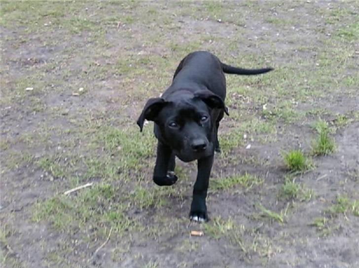 Blanding af racer Lady billede 14