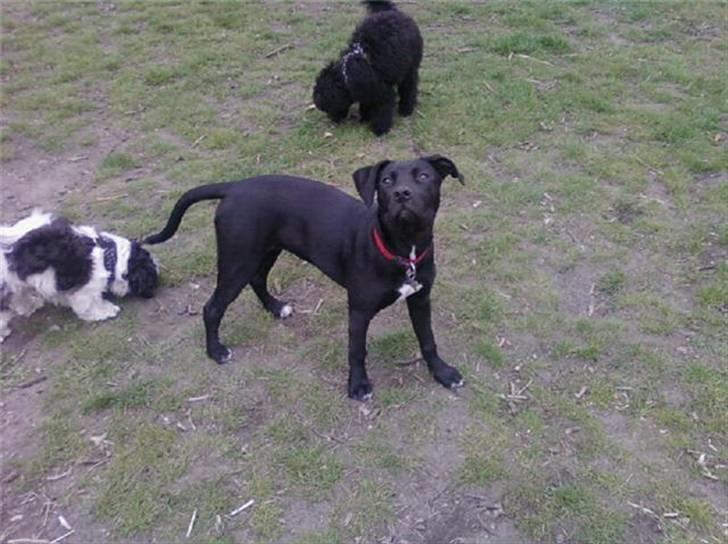 Blanding af racer Lady billede 15