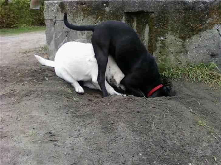 Blanding af racer Lady billede 16