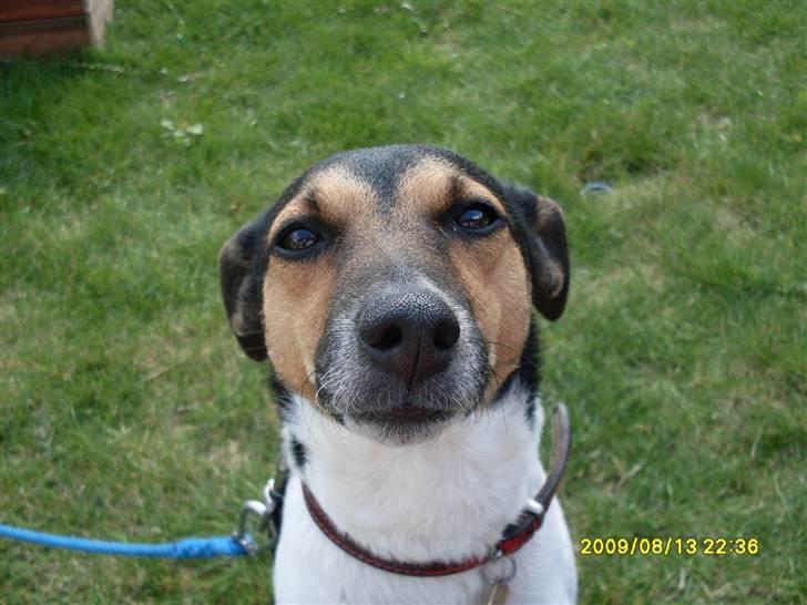 Dansk svensk gaardhund Kvik billede 13