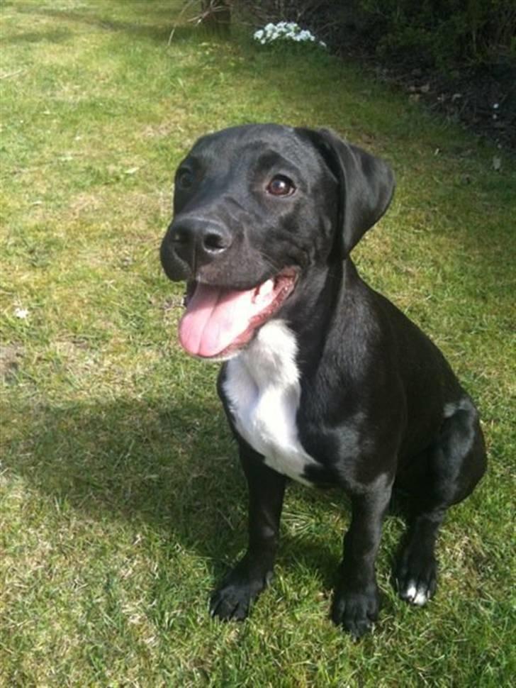 Blanding af racer Brutus billede 1